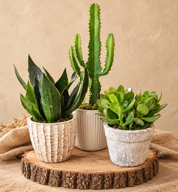 House Plant Trio Gift set
