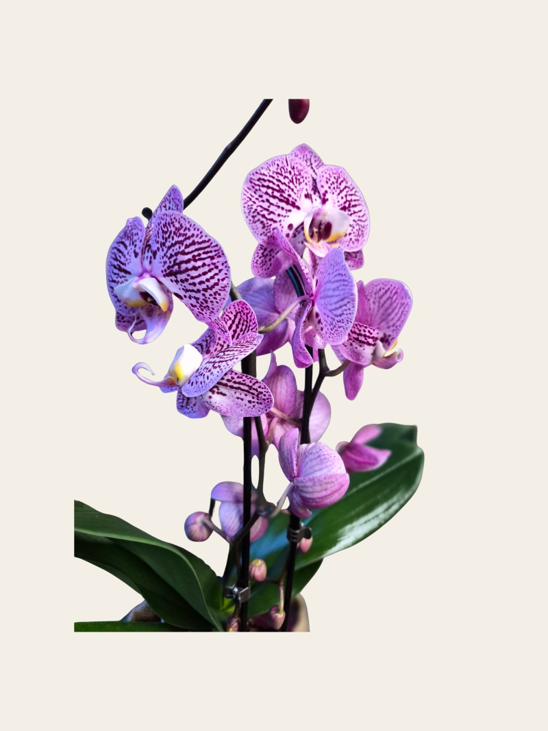 Orchid Plant