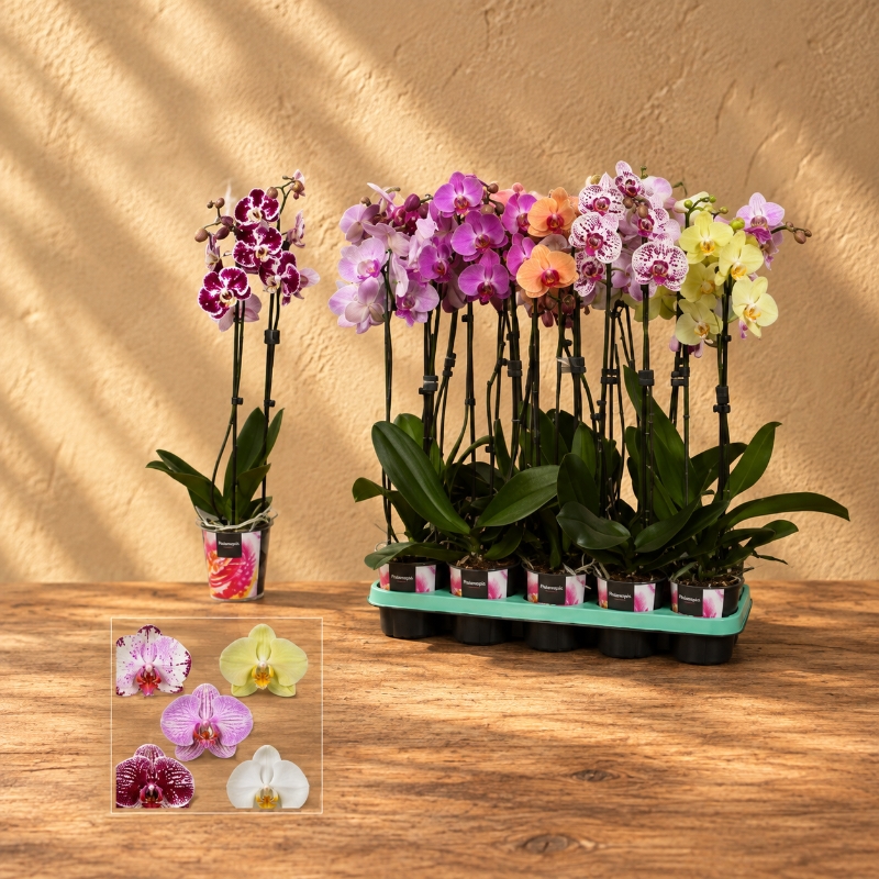 Orchid Plant