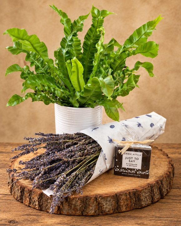 Asplenium Plant and Lavender