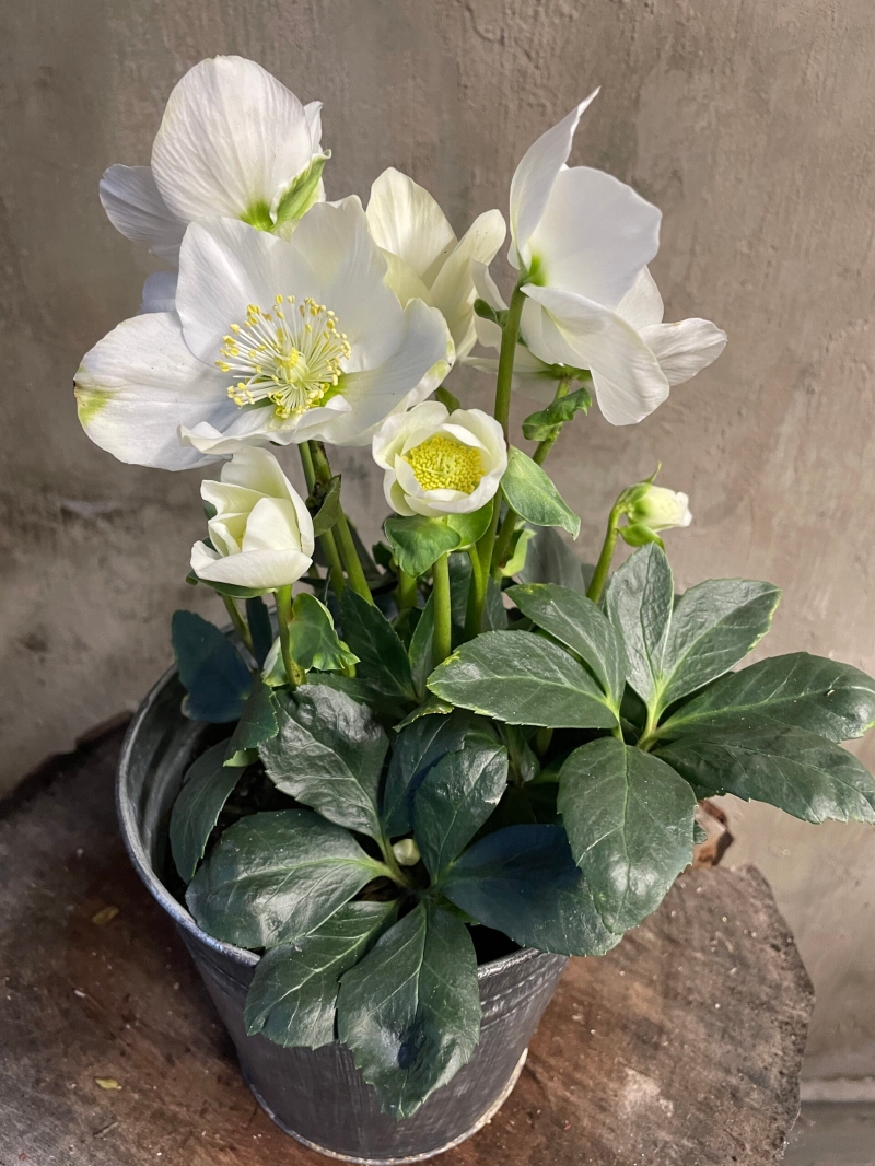 Helleborus Plant