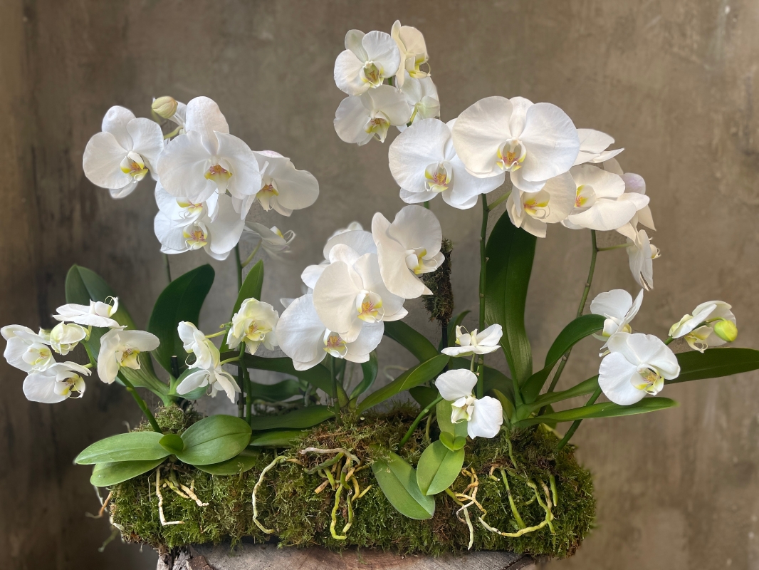 Orchid Trough   Funeral Flowers