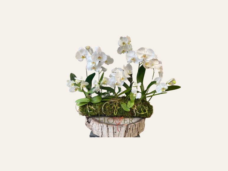 Orchid Trough   Funeral Flowers