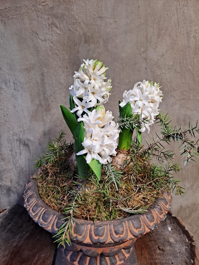 Hyacinth in rustic urn