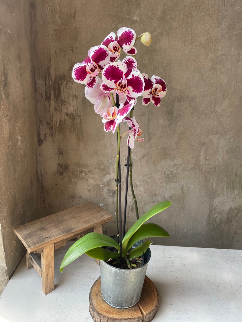 Phalaenopsis Orchid 2 Stem