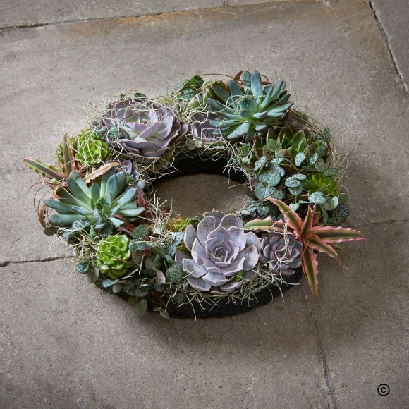 Sustainable   Succulent Planter