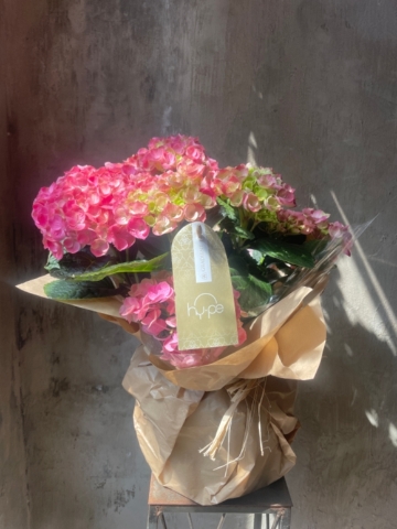 Hydrangea Plant