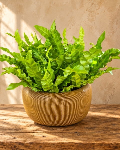 Asplenium Bowl XL