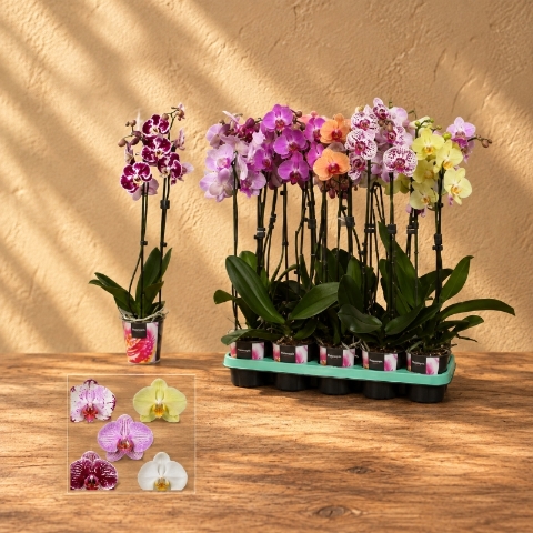 Orchid Plant