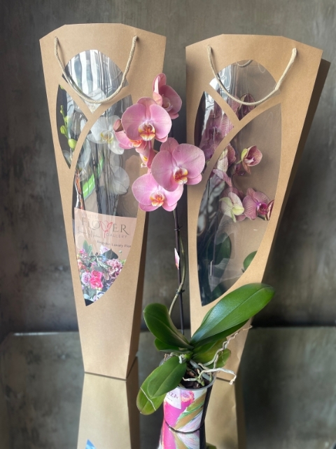 Orchid Plant