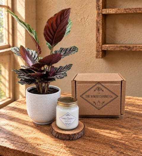 Calathea Gift set