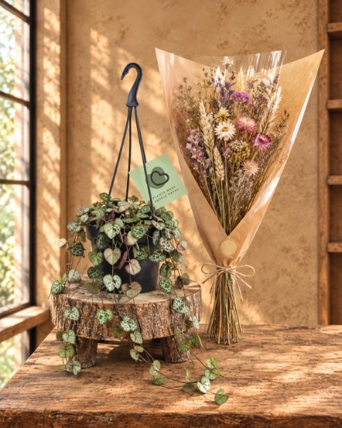 Ceropegia plant Gift Set