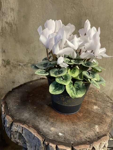Cyclamen plant in decorative pot