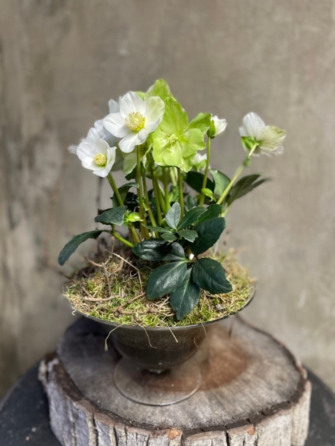 Helleborus Plant