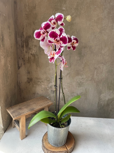Phalaenopsis Orchid 2 Stem