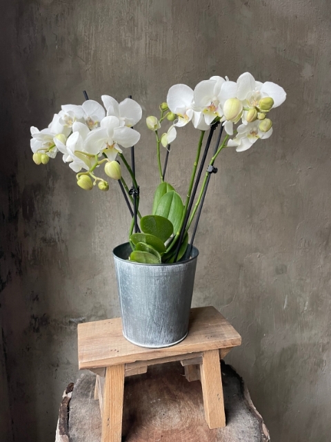 White Wild Orchid 4 Stems